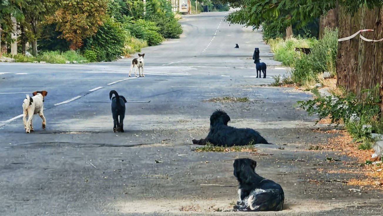 Стаи собак нападают на детей и взрослых в Мариуполе: реагирует ли оккупационная власть